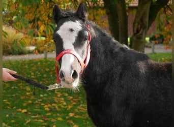 Kuc walijski sekcji A, Wałach, 2 lat, 112 cm