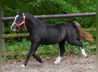 Kuc walijski sekcji A, Wałach, 2 lat, 112 cm