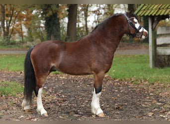 Kuc walijski sekcji A, Wałach, 2 lat, 120 cm, Gniada