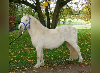 Kuc walijski sekcji A, Wałach, 3 lat, 114 cm, Izabelowata