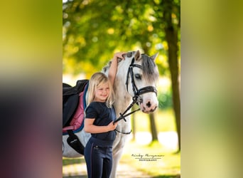 Kuc walijski sekcji A, Wałach, 3 lat, 117 cm, Siwa