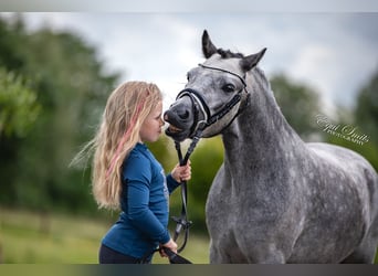 Kuc walijski sekcji A, Wałach, 3 lat, 120 cm, Siwa jabłkowita