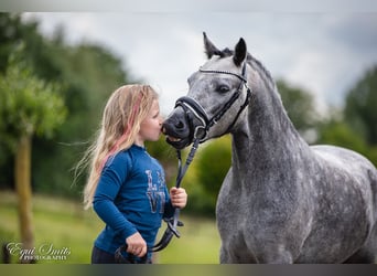 Kuc walijski sekcji A, Wałach, 3 lat, 120 cm, Siwa jabłkowita