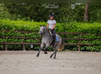 Kuc walijski sekcji A, Wałach, 3 lat, 120 cm, Siwa jabłkowita