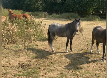 Kuc walijski sekcji A, Wałach, 3 lat, 122 cm, Siwa