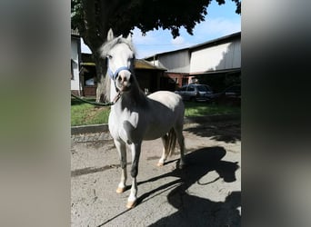 Kuc walijski sekcji A, Wałach, 3 lat, 124 cm, Siwa