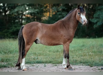 Kuc walijski sekcji A, Wałach, 3 lat, 125 cm, Gniada