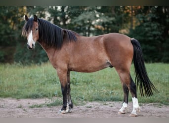 Kuc walijski sekcji A, Wałach, 3 lat, 125 cm, Gniada