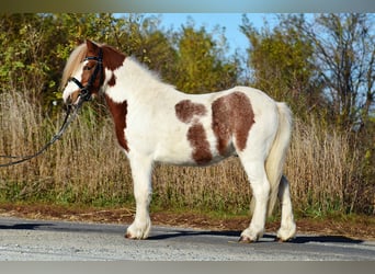 Kuc walijski sekcji A, Wałach, 4 lat, 107 cm, Srokata