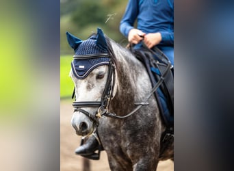 Kuc walijski sekcji A, Wałach, 5 lat, 117 cm, Formy Brown Falb