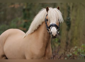 Kuc walijski sekcji A, Wałach, 6 lat, 122 cm, Ciemnokasztanowata