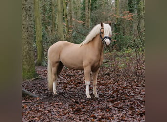 Kuc walijski sekcji A, Wałach, 6 lat, 122 cm, Ciemnokasztanowata