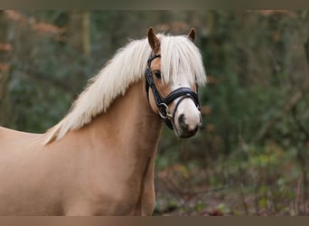 Kuc walijski sekcji A, Wałach, 6 lat, 122 cm, Ciemnokasztanowata