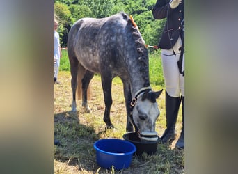 Kuc walijski sekcji A, Wałach, 6 lat, 123 cm