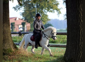 Kuc walijski sekcji A, Wałach, 6 lat, 124 cm, Siwa