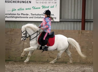 Kuc walijski sekcji A, Wałach, 6 lat, 124 cm, Siwa