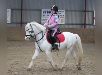 Kuc walijski sekcji A, Wałach, 6 lat, 124 cm, Siwa