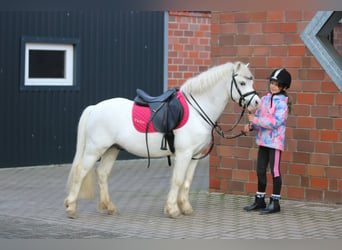 Kuc walijski sekcji A, Wałach, 6 lat, 124 cm, Siwa