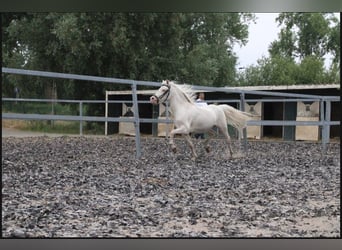 Kuc walijski sekcji A Mix, Wałach, 8 lat, 120 cm, Cremello
