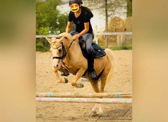 Kuc walijski sekcji B, Klacz, 10 lat, 128 cm, Izabelowata
