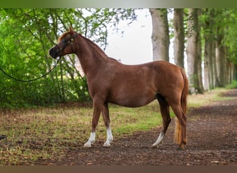 Kuc walijski sekcji B, Klacz, 10 lat, 130 cm, Kasztanowata