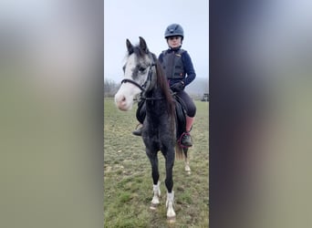 Kuc walijski sekcji B, Klacz, 10 lat, 133 cm, Siwa
