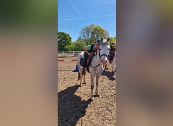 Kuc walijski sekcji B, Klacz, 10 lat, 133 cm, Siwa