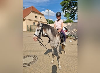 Kuc walijski sekcji B, Klacz, 10 lat, 133 cm, Siwa