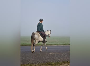 Kuc walijski sekcji B, Klacz, 10 lat, 133 cm, Siwa