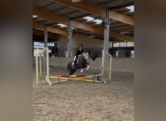 Kuc walijski sekcji B, Klacz, 11 lat, 126 cm, Siwa jabłkowita