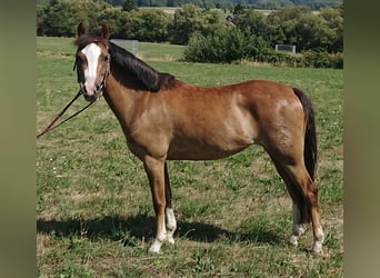 Kuc walijski sekcji B, Klacz, 11 lat, 129 cm, Ciemnokasztanowata