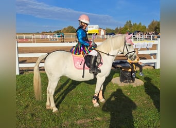 Kuc walijski sekcji B Mix, Klacz, 11 lat, 132 cm, Siwa