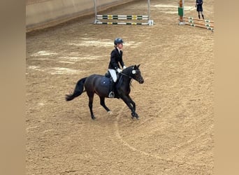 Kuc walijski sekcji B, Klacz, 11 lat, 133 cm, Gniada