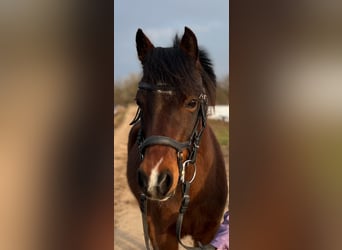 Kuc walijski sekcji B, Klacz, 11 lat, 135 cm, Gniada
