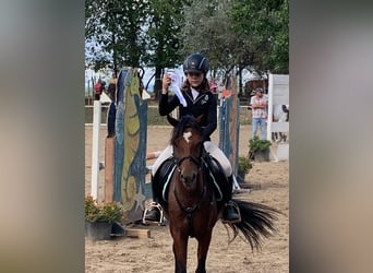 Kuc walijski sekcji B, Klacz, 11 lat, 135 cm, Gniada