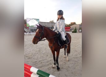 Kuc walijski sekcji B, Klacz, 11 lat, 135 cm, Gniada