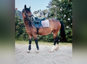 Kuc walijski sekcji B, Klacz, 11 lat, 136 cm, Gniada