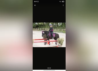 Kuc walijski sekcji B Mix, Klacz, 12 lat, 128 cm, Kara