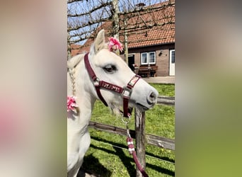 Kuc walijski sekcji B, Klacz, 13 lat, 120 cm, Siwa