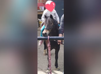 Kuc walijski sekcji B Mix, Klacz, 13 lat, 120 cm, Skarogniada