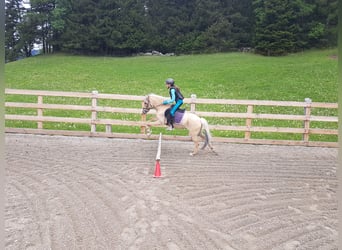 Kuc walijski sekcji B Mix, Klacz, 14 lat, 120 cm, Bułana