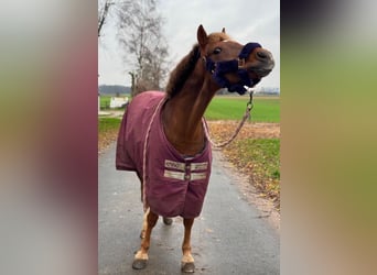 Kuc walijski sekcji B, Klacz, 14 lat, 132 cm, Ciemnokasztanowata