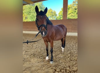 Kuc walijski sekcji B, Klacz, 14 lat, 132 cm, Gniada