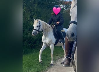 Kuc walijski sekcji B, Klacz, 14 lat, 134 cm, Siwa