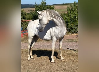Kuc walijski sekcji B Mix, Klacz, 15 lat, 133 cm, Siwa