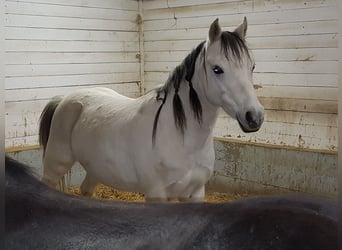 Kuc walijski sekcji B, Klacz, 16 lat, 124 cm, Siwa