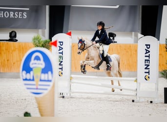 Kuc walijski sekcji B, Klacz, 16 lat, 127 cm, Kasztanowatodereszowata