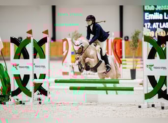 Kuc walijski sekcji B, Klacz, 16 lat, 127 cm, Kasztanowatodereszowata