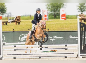 Kuc walijski sekcji B, Klacz, 16 lat, 127 cm, Kasztanowatodereszowata