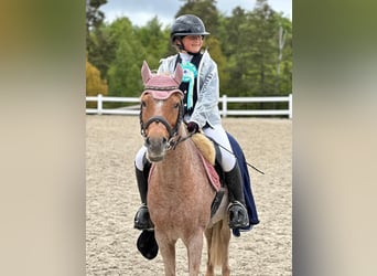 Kuc walijski sekcji B, Klacz, 17 lat, 127 cm, Kasztanowatodereszowata